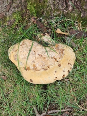 Pseudoinonotus dryadeus