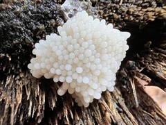 Paradiachea caespitosa