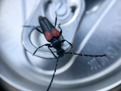 Stictoleptura canadensis