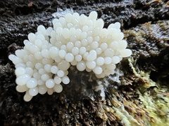 Paradiachea caespitosa