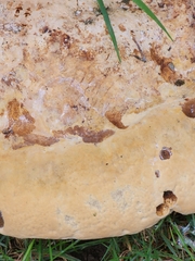 Pseudoinonotus dryadeus