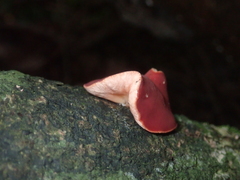 Phillipsia domingensis