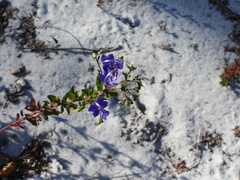 Trichostema suffrutescens
