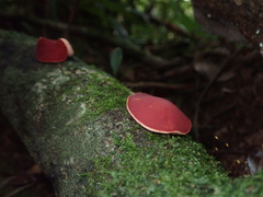 Phillipsia domingensis