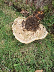 Pseudoinonotus dryadeus