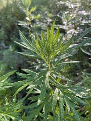 Artemisia verlotiorum