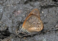 Sevenia occidentalium