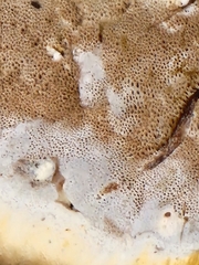 Pseudoinonotus dryadeus