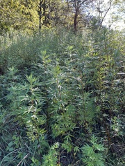 Artemisia verlotiorum