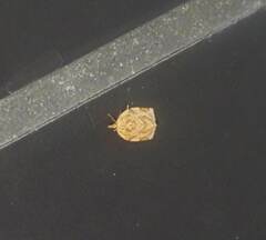 Adoxophyes privatana