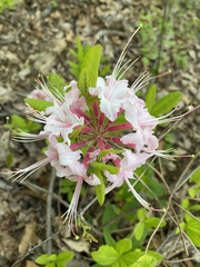 Rhododendron canescens