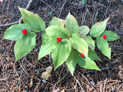 Prosartes trachycarpa