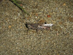 Acrotylus
