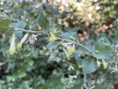 Brickellia californica