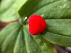 Prosartes trachycarpa