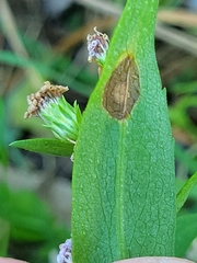 Botryosphaeria dothidea