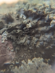 Phaeophyscia rubropulchra