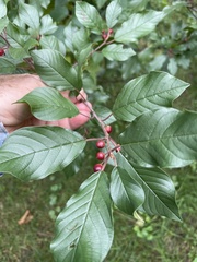 Rhamneae
