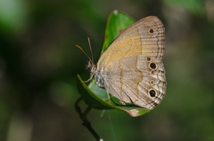 Pharneuptychia