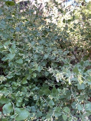 Brickellia californica