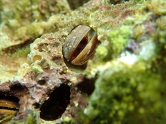 Lithophaga lithophaga