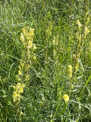 Linaria vulgaris