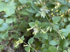 Brickellia californica