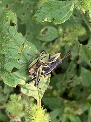 Sphenarium