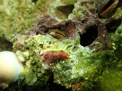 Lithophaga lithophaga