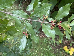 Rhamneae