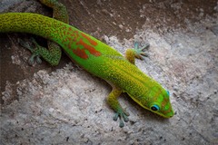 Phelsuma laticauda