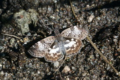 Chiomara