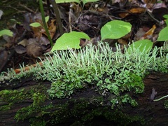 Cladonia coniocraea