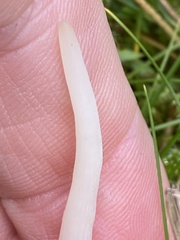 Clavulina rugosa