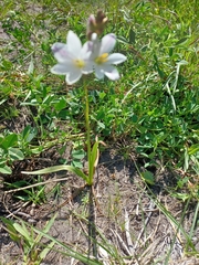Ixia orientalis