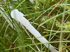 Clavulina rugosa