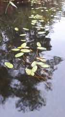 Potamogeton amplifolius