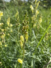 Linaria vulgaris