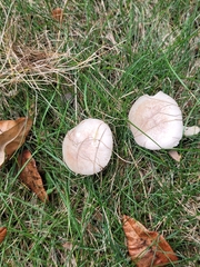 Agaricus