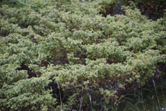 Juniperus communis