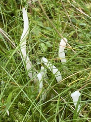 Clavulina rugosa
