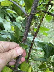 Rhamneae