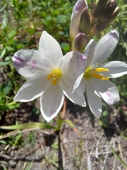 Ixia orientalis