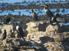 Phalacrocorax carbo lucidus