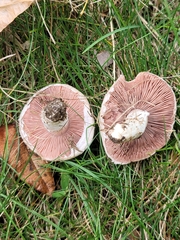 Agaricus