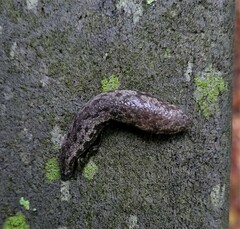 Megapallifera mutabilis