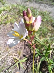 Ixia orientalis