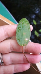 Potamogeton amplifolius