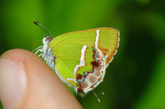 Chlorostrymon simaethis