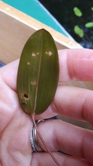 Potamogeton amplifolius